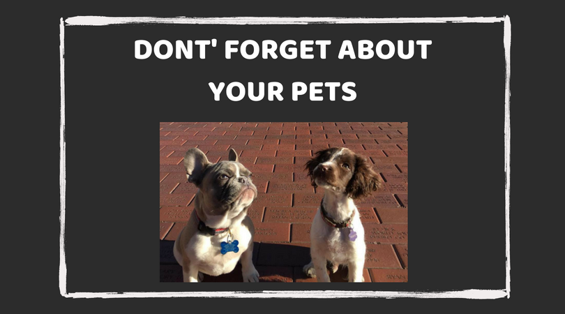 Moving with Pets