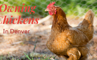 Owning Chickens in Denver as a Homeowner