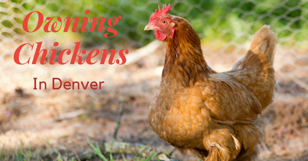 Owning Chickens in Denver