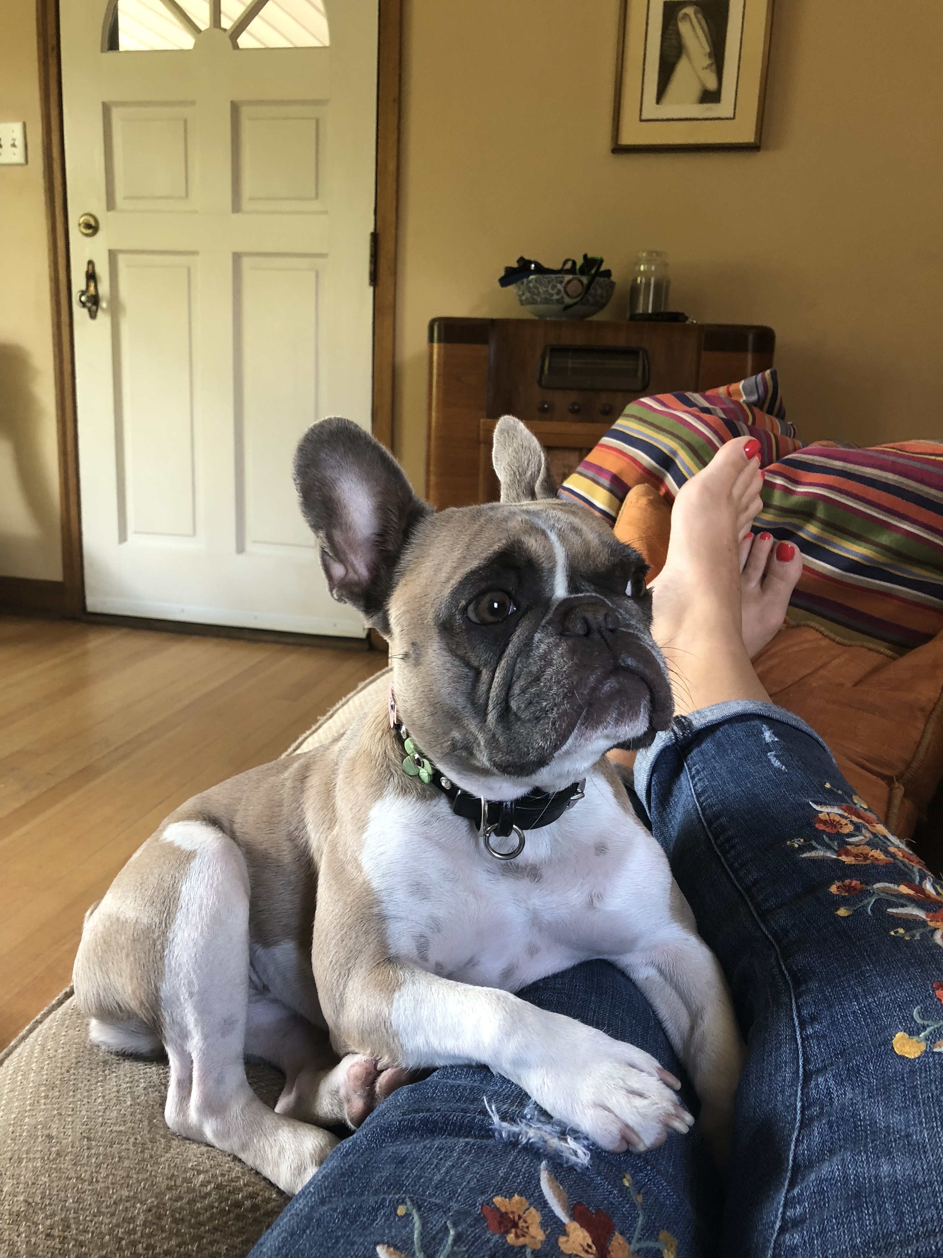 denver pet sitters