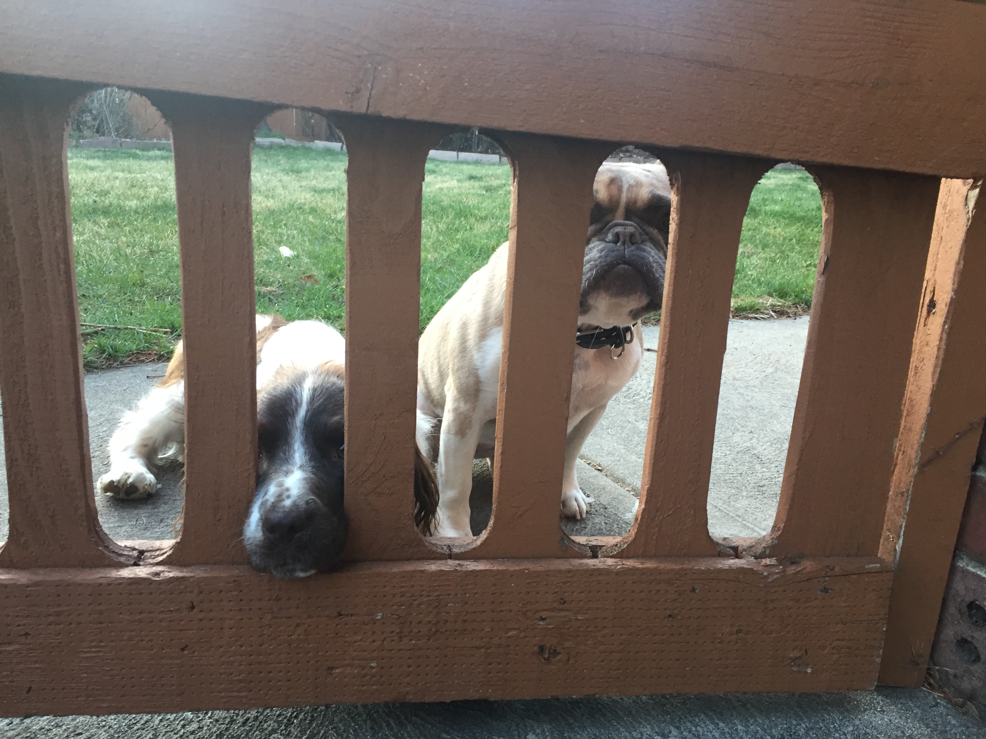seattle dog kennels