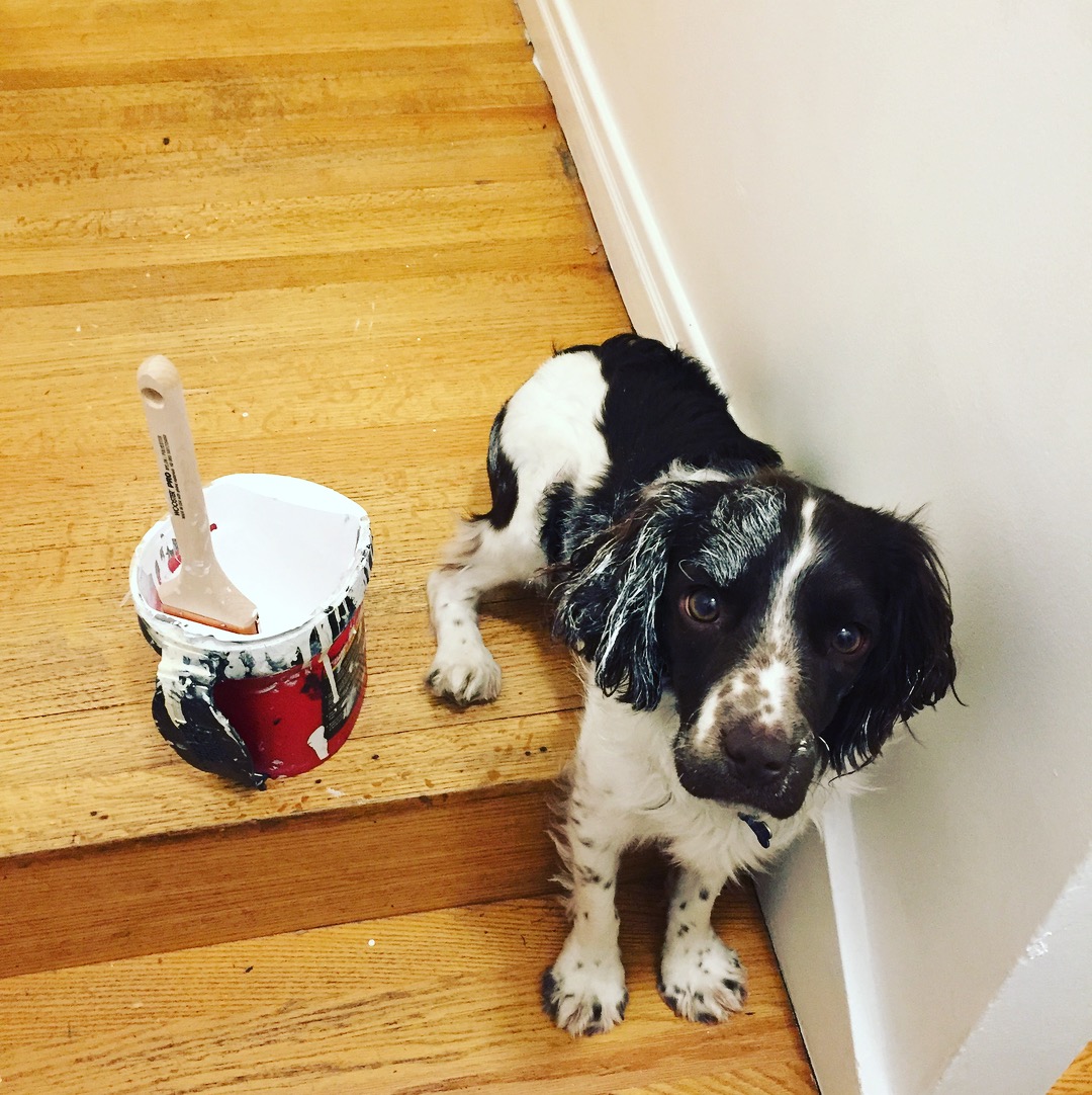 denver dog groomers